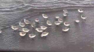 SANDERLINGS  Sandpipers in Motion  Piper  New Brunswick Canada Shore Birds [upl. by Redep]