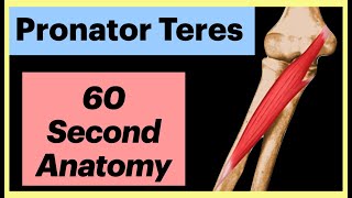 Pronator Teres 60 second Anatomy Shorts Anatomy MedicalStudent [upl. by Narok]