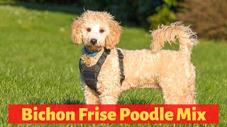 Everything About The Bichon Frise Poodle Mix Poochon  Should you get a Poochon [upl. by Adnoval]