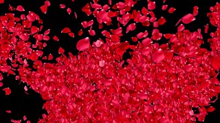 FALLING PETALS Background Effect  ROSE PETALS Falling  Black Screen [upl. by Stinky]