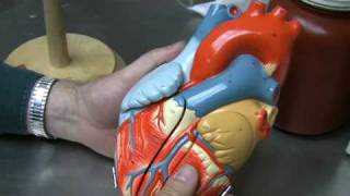 Heart Anatomy Part 1 [upl. by Marozas]