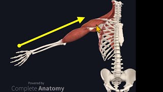 Osteopathy Treatment Techniques Treating the Shoulder [upl. by Petrine]