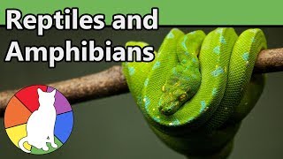 Reptiles and Amphibians  Animal Fact Files [upl. by Margie]