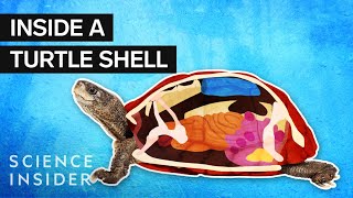 What’s Inside A Turtle Shell [upl. by Zul]