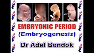 Embryonic Period Embryogenesis Dr Adel Bondok [upl. by Swetiana]