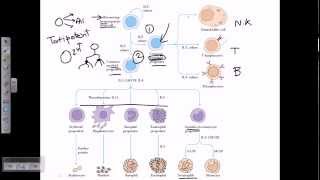 progenitor cells [upl. by Odlareg]