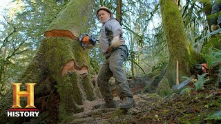 Ax Men Dangerous Game of Tree Dominoes Season 10  History [upl. by Alane315]