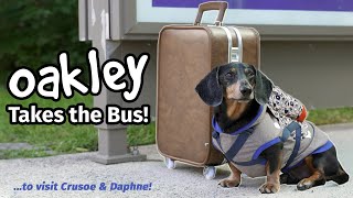 Ep4 OAKLEY TAKES THE BUS  Goes to Visit Crusoe amp Daphne Part 1 [upl. by Adnirem383]