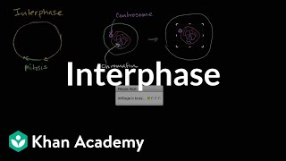 Interphase  Cells  MCAT  Khan Academy [upl. by Camel64]