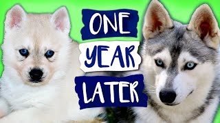 Alaskan Klee Kai Growing Up  Day 1 to 1 Year  Puppy Transformation  Mini Husky Grows Up [upl. by Alyac]