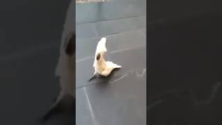 Cockatoo Parrot barks like a dog [upl. by Cony]