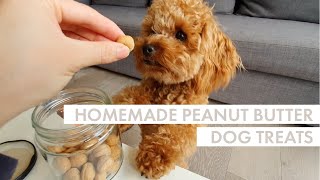 DIY DOG TREATS  2 x Easy Peanut Butter Recipes  Bake amp No Bake [upl. by Annaeg]