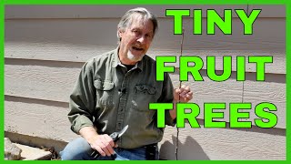 How to Espalier Apple Trees  First Year Pruning [upl. by Akimed]