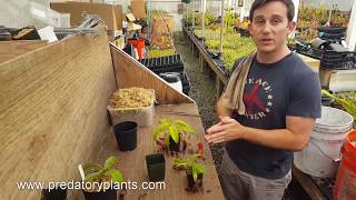 The Ultimate Nepenthes Repotting Guide [upl. by Lramaj]