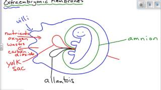 Extraembryonic Membranes [upl. by Mchenry882]