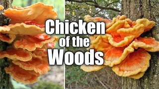 Chicken of the woods Laetiporus sulphureus [upl. by Rosenblum548]