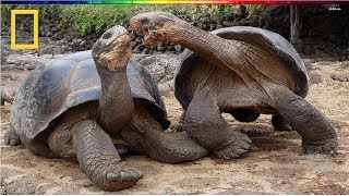 National Geographic  Turtle vs Tortoise  BBC Documentary [upl. by Ainiger]