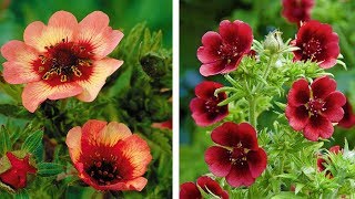 How to Plant Potentilla SummerAutumn Guide [upl. by Brenna873]