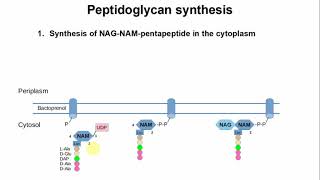 Peptidoglycan Synthesis [upl. by Aivyls]