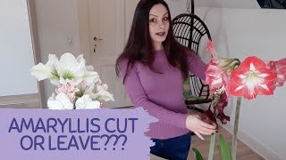 SHALL I CUT OR LEAVE AMARYLLIS FLOWERS AFTER BLOOMING Secrets of amaryllis care after blooming [upl. by Matrona]