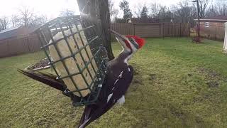 Pileated Woodpecker Calling [upl. by Hyde]