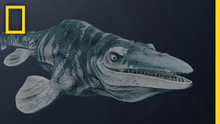 Mosasaurs 101  National Geographic [upl. by Bj]