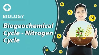 Biogeochemical Cycle  Nitrogen Cycle  Biology [upl. by Fuhrman]