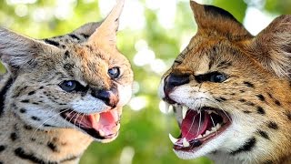 Savannah Cat vs Serval  Understanding The Differences [upl. by Jenkins]