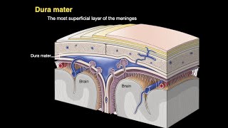 Meninges and Dural venous sinuses [upl. by Novyaj613]