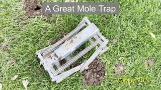 A Great Mole Trap [upl. by Alek]