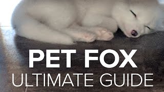 Adorable Baby Foxes  How to Get a Pet Fox [upl. by Jackqueline]