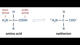 Amino Acid Zwitterion [upl. by Killie638]