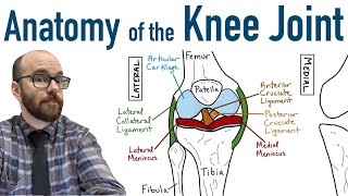 Anatomy of the Knee Joint [upl. by Dedrick]