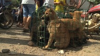 Annual dog meat festival causes outrage [upl. by Hannaoj]