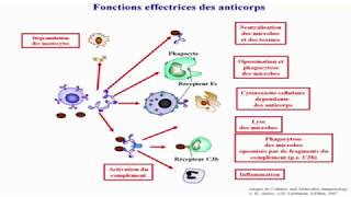 Mécanismes effecteur de limmunité Humorale I [upl. by Enaillil674]