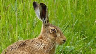 Close Encounter with a Brown Hare [upl. by Trinidad998]