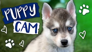 Toy Size Klee Kai Puppies [upl. by Mcdade]