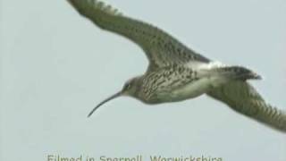 Curlew Capers and song [upl. by Driscoll]