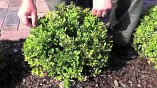 How to Care For Your Boxwoods [upl. by Ayor]