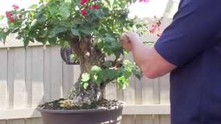 How to Bonsai  Bougainvillea Restyling the Tree [upl. by Bogusz]