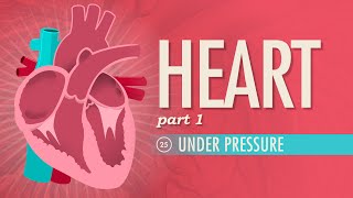 The Heart Part 1  Under Pressure Crash Course Anatomy amp Physiology 25 [upl. by Labannah274]