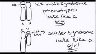 Sex Chromosomes and the SRY Gene [upl. by Otxis]