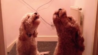 Cockapoo Dogs Singing On Command [upl. by Nezam]