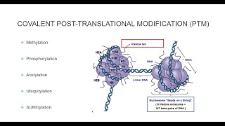 Histone Post Translational Modifications [upl. by Randal]