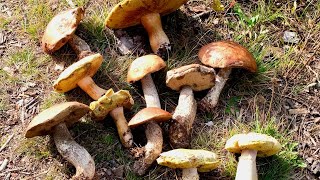 How to grow any wild mushrooms Mother Nature’s recipe [upl. by Goober]