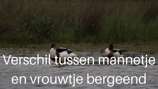 Verschil tussen mannetje en vrouwtje bergeend  Shelduck 349 [upl. by Aierbma]