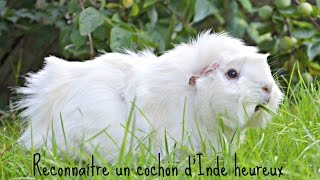 Reconnaitre un cochon dInde heureux ღ [upl. by Normand]