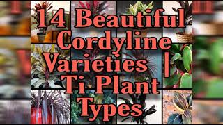 14 Beautiful Cordyline Varieties  Ti Plant Types [upl. by Natlus382]