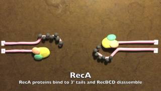 Homologous Recombination in Prokaryotes [upl. by Derag115]