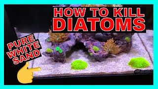 How To Kill Diatoms  Reef Tank Diatoms  Diatoms Update [upl. by Charlet755]